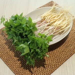 스마트팜 수경재배 새싹인삼 대 100뿌리